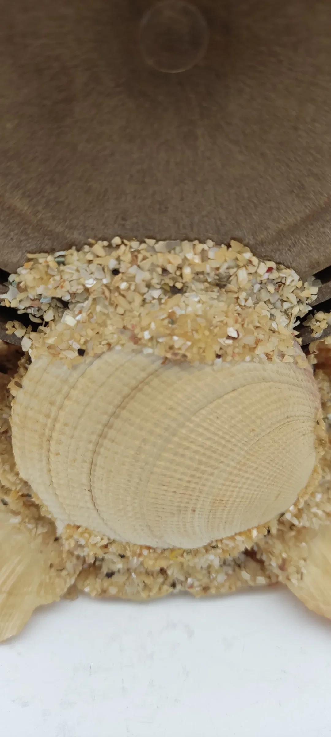 Tischdeko Aus Echten Muscheln | MIt Schönheitsfehler – Bild 9
