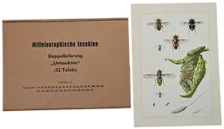 Mitteleuropäische Insekten - Anhangsweise Spinnentiere und Tausendfüssler - Erich Cramer - Bild 4
