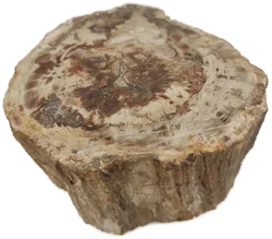 Versteinertes Holz dickes Blockstück aus Madagaskar | Fossiles Einzelstück - Bild 5