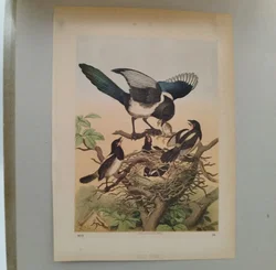 Bild einer Elster-Familie mit Passepartout - Art Anst. v. E. Hochdanz Stuttg. / 1869 - Bild 3