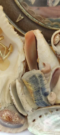 Tischdeko Aus Echten Muscheln | MIt Schönheitsfehler - Bild 5