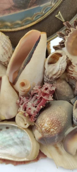 Tischdeko Aus Echten Muscheln | MIt Schönheitsfehler - Bild 4