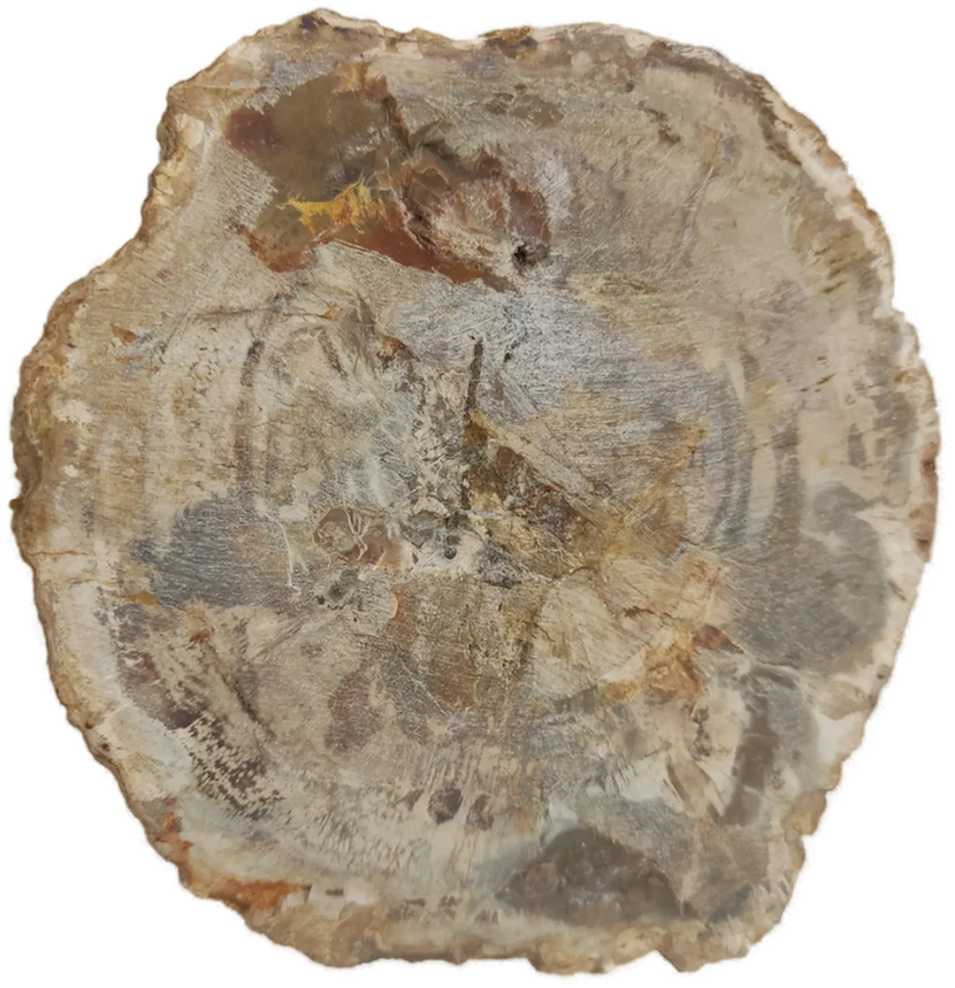 Versteinertes Holz dickes Blockstück aus Madagaskar | Fossiles Einzelstück – Bild 11