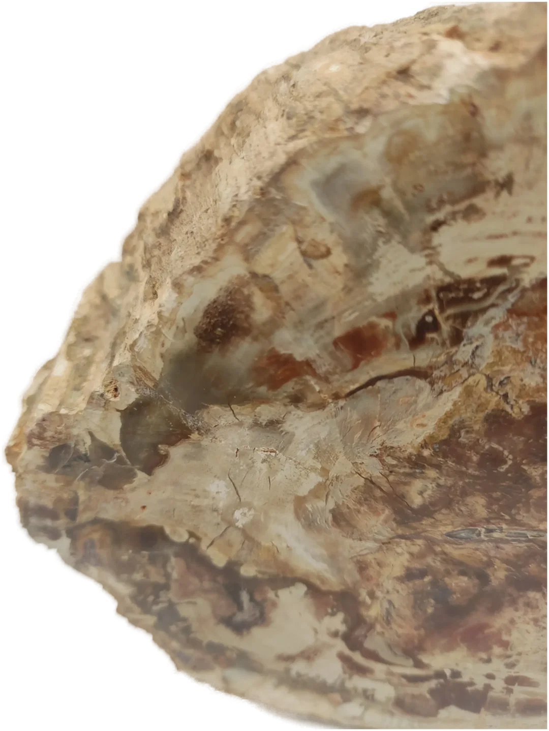 Versteinertes Holz dickes Blockstück aus Madagaskar | Fossiles Einzelstück – Bild 14