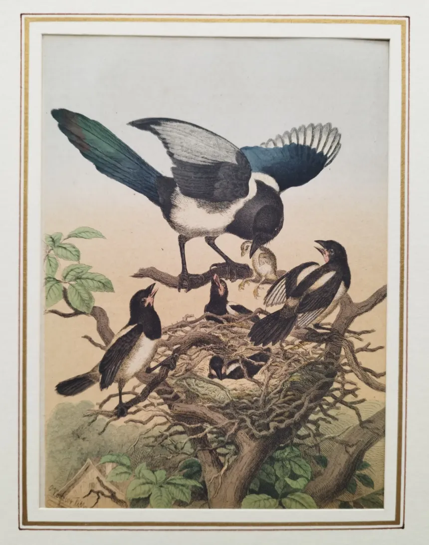 Bild einer Elster-Familie mit Passepartout - Art Anst. v. E. Hochdanz Stuttg. / 1869 – Bild 2