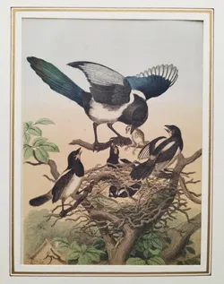 Bild einer Elster-Familie mit Passepartout - Art Anst. v. E. Hochdanz Stuttg. / 1869 - Bild 2