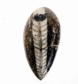 Ein Sack voller Steine: Mineralien- und Fossiliensammlung mit Muschel und Stücken in Sammlerqualität - Bild 3