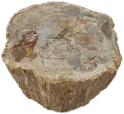 Versteinertes Holz dickes Blockstück aus Madagaskar | Fossiles Einzelstück – Vorschau 10