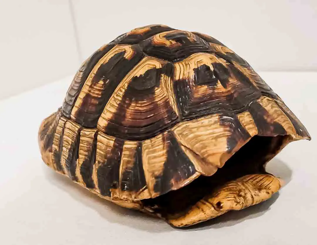 Faszinierender Naturexperte: Antiker Schildkrötenpanzer – Bild 2