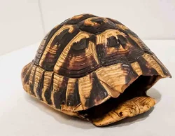 Faszinierender Naturexperte: Antiker Schildkrötenpanzer - Bild 2