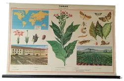 Lehrplakat Tabak - 104x69 cm  - Bild 1