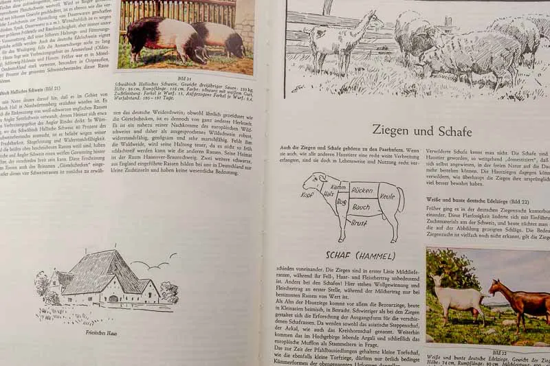 Peter Kühlemann „Haustiere" – Bild 3