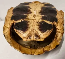 Faszinierender Naturexperte: Antiker Schildkrötenpanzer - Bild 3