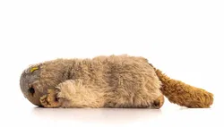 Steiff Teddybiber Stofftier Teddy-Bi-bär  - Bild 2