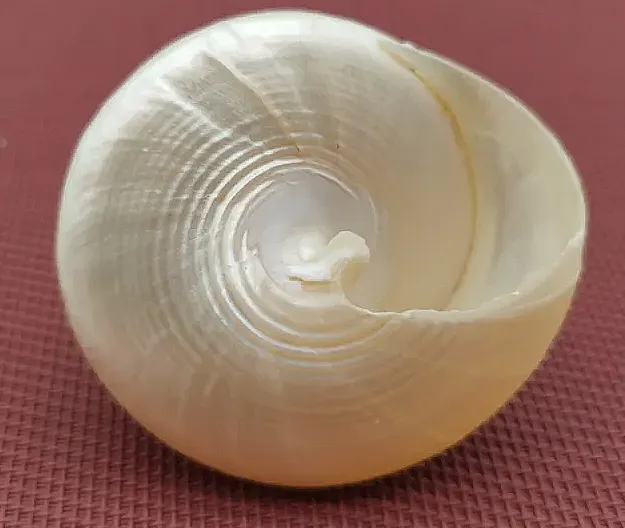 Sommerdeko Perlmuttmuschel  | Strandgefühl – Bild 2