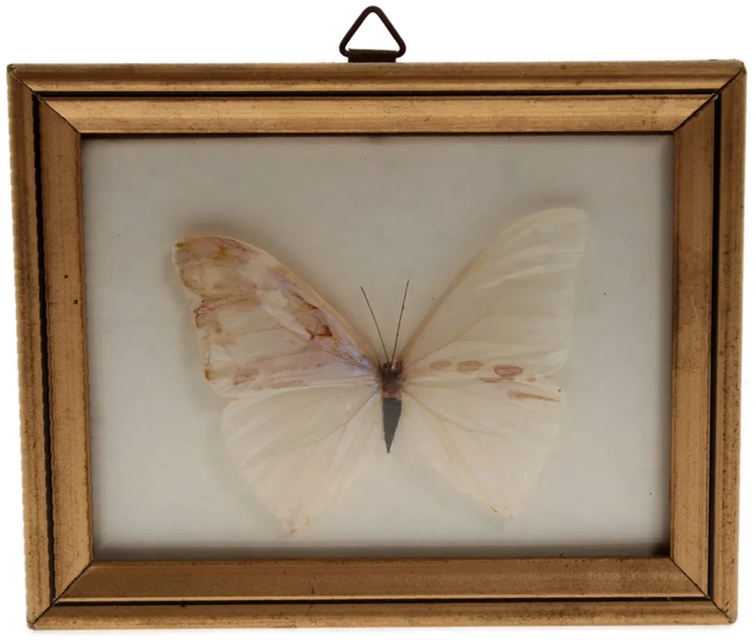 Gerahmter Präparierter Weißer Schmetterling - (wahrscheinlich Morpho polyphemus)  - Bild 1