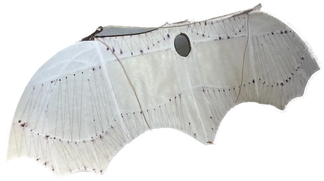 Modellschnitt nach Leonardo da Vinci 44,5 cm breit - Bild 1