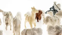 Reklame Kaffee Titze Figuren Konvolut 30 Stück - Bild 3