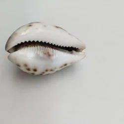 Kauri Muschel 2er Set | Maritime Deko - Bild 4
