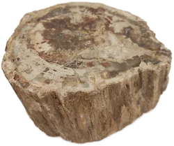Versteinertes Holz dickes Blockstück aus Madagaskar | Fossiles Einzelstück – Vorschau 4