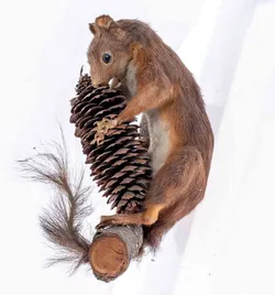 Deko Figur ausgestopftes Eichhörnchen mit Ast und Zapfen zum Aufhängen - Bild 3