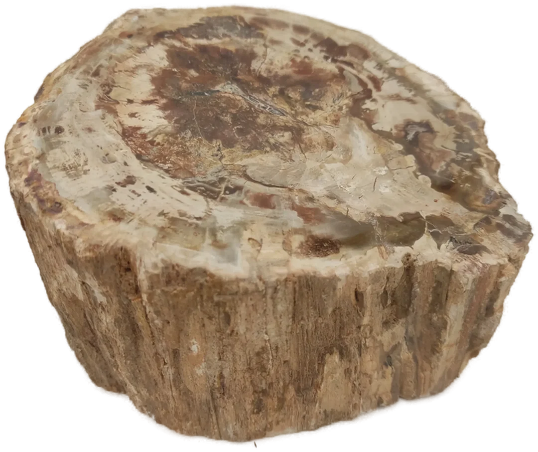 Versteinertes Holz dickes Blockstück aus Madagaskar | Fossiles Einzelstück – Bild 2
