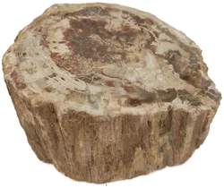 Versteinertes Holz dickes Blockstück aus Madagaskar | Fossiles Einzelstück - Bild 2