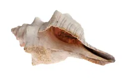 Ein Sack voller Steine: Mineralien- und Fossiliensammlung mit Muschel und Stücken in Sammlerqualität - Bild 2