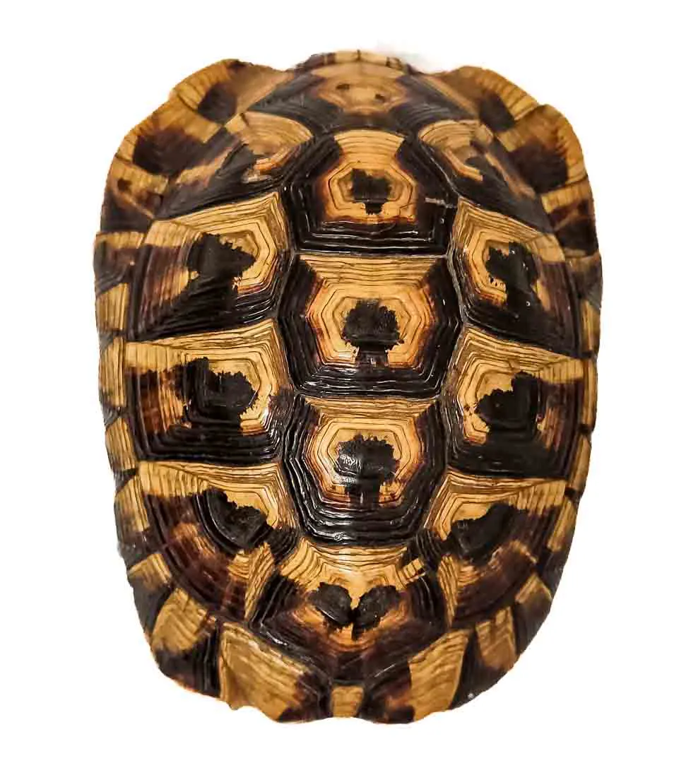 Faszinierender Naturexperte: Antiker Schildkrötenpanzer - Bild 2