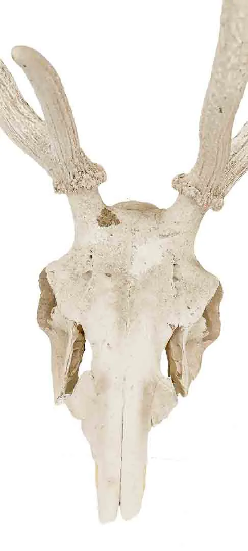 Hirschgeweih mit vollständigem Schädel ca. 78 × 64 cm – Bild 4