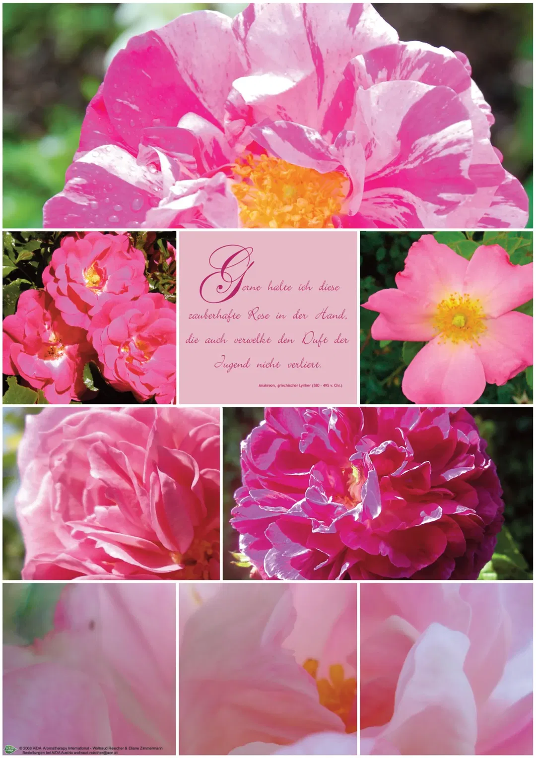 PLAKAT Poster Rose A1 - Bild 1