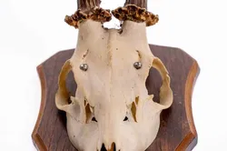 Jagdtrophäe Geweih, 2 Stück - Bild 6