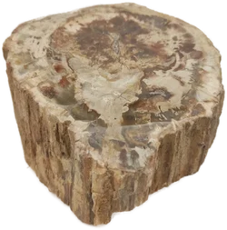 Versteinertes Holz dickes Blockstück aus Madagaskar | Fossiles Einzelstück - Bild 3