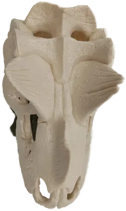 Schleich große Schädelfalle aus Dino-Set 42348 - Bild 5