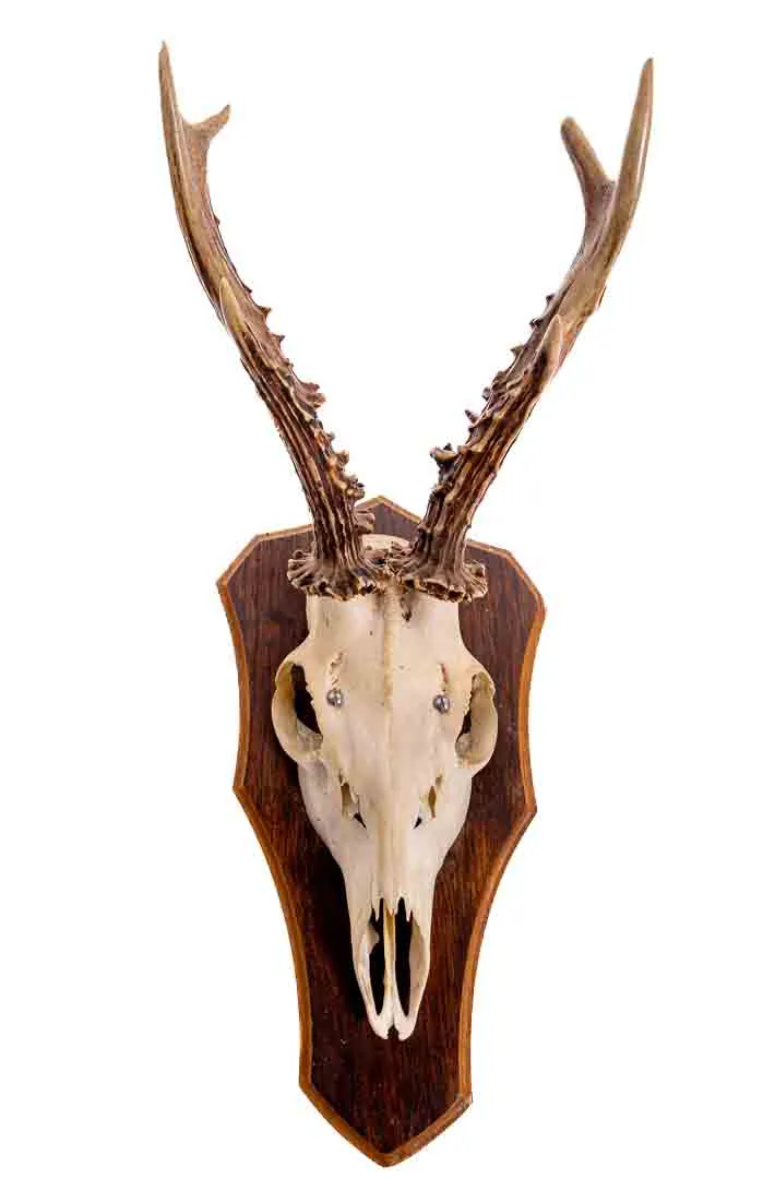 Jagdtrophäe Geweih, 2 Stück - Bild 4