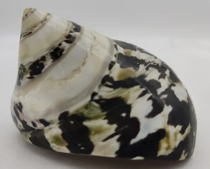 Muschelschale - Bild 3