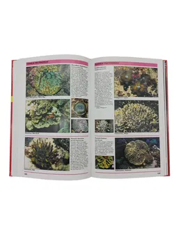 Harry Erhardt und Daniel Knop - Korallenführer Indopazifik - Bild 2