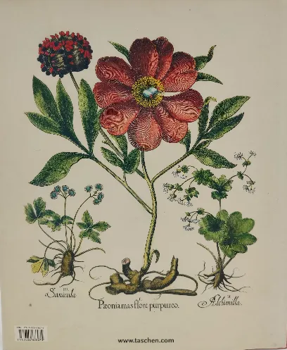 Basilius Besler  " Der Garten von Eichstätt" (2007) – Bild 2