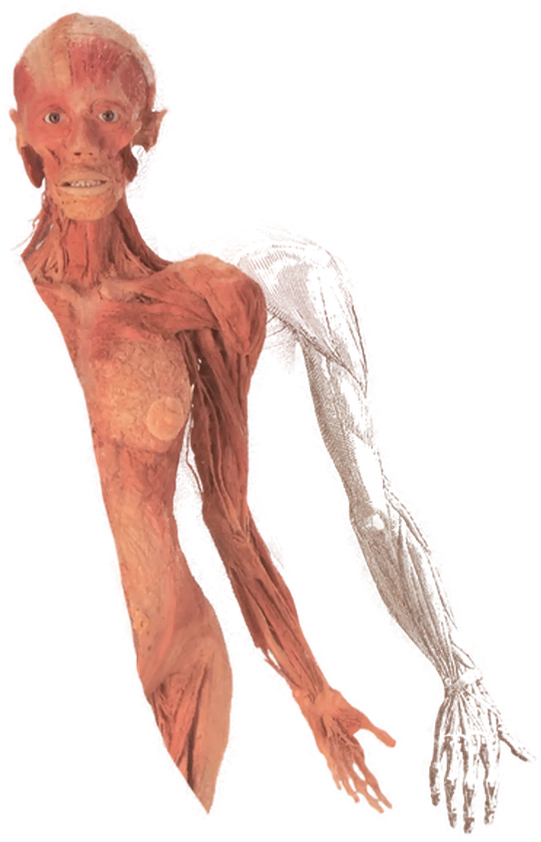 Buch "Körperwelten" – Einblicke in den menschlichen Körper (1998, Institut für Plastination) – Bild 3