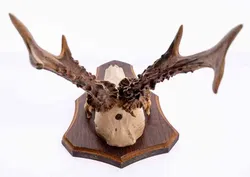 Jagdtrophäe Geweih, 2 Stück - Bild 5