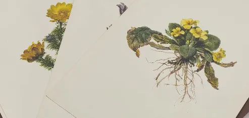 Daffinger "Ein Biedermeier-Blumenstrauß" Mappe mit 16 Drucken – Bild 5